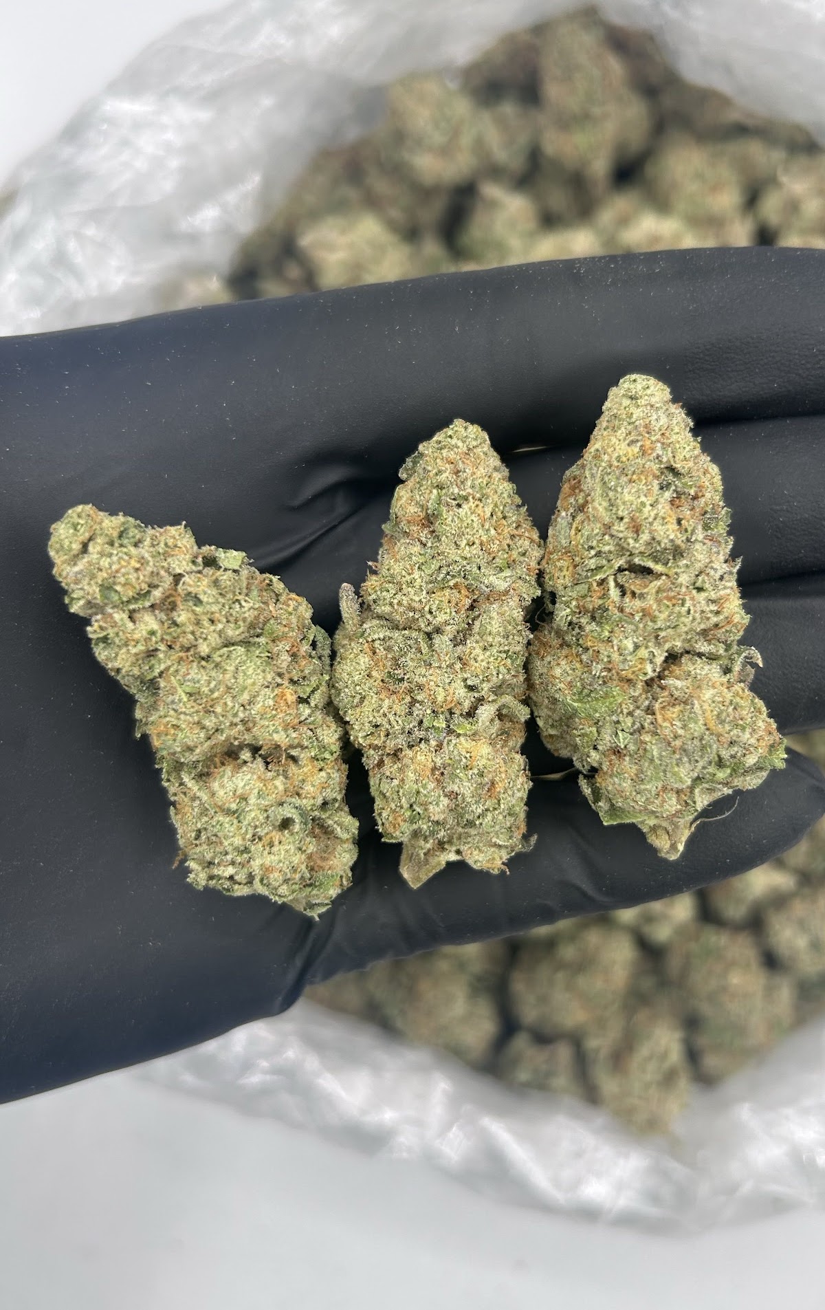 Pineapple Donut — wholesale sativa flower