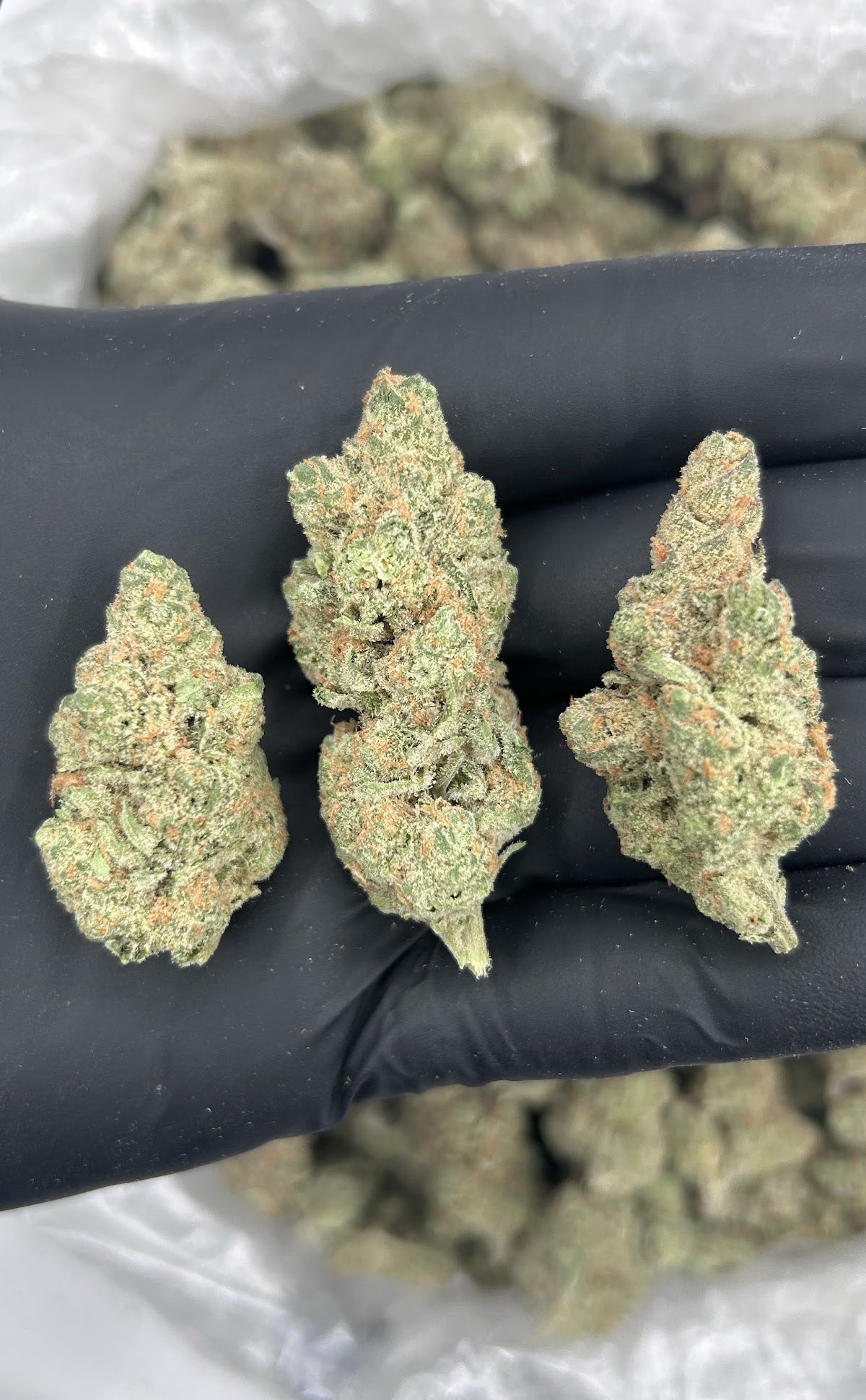 Cheddar Cheese — wholesale indica flower