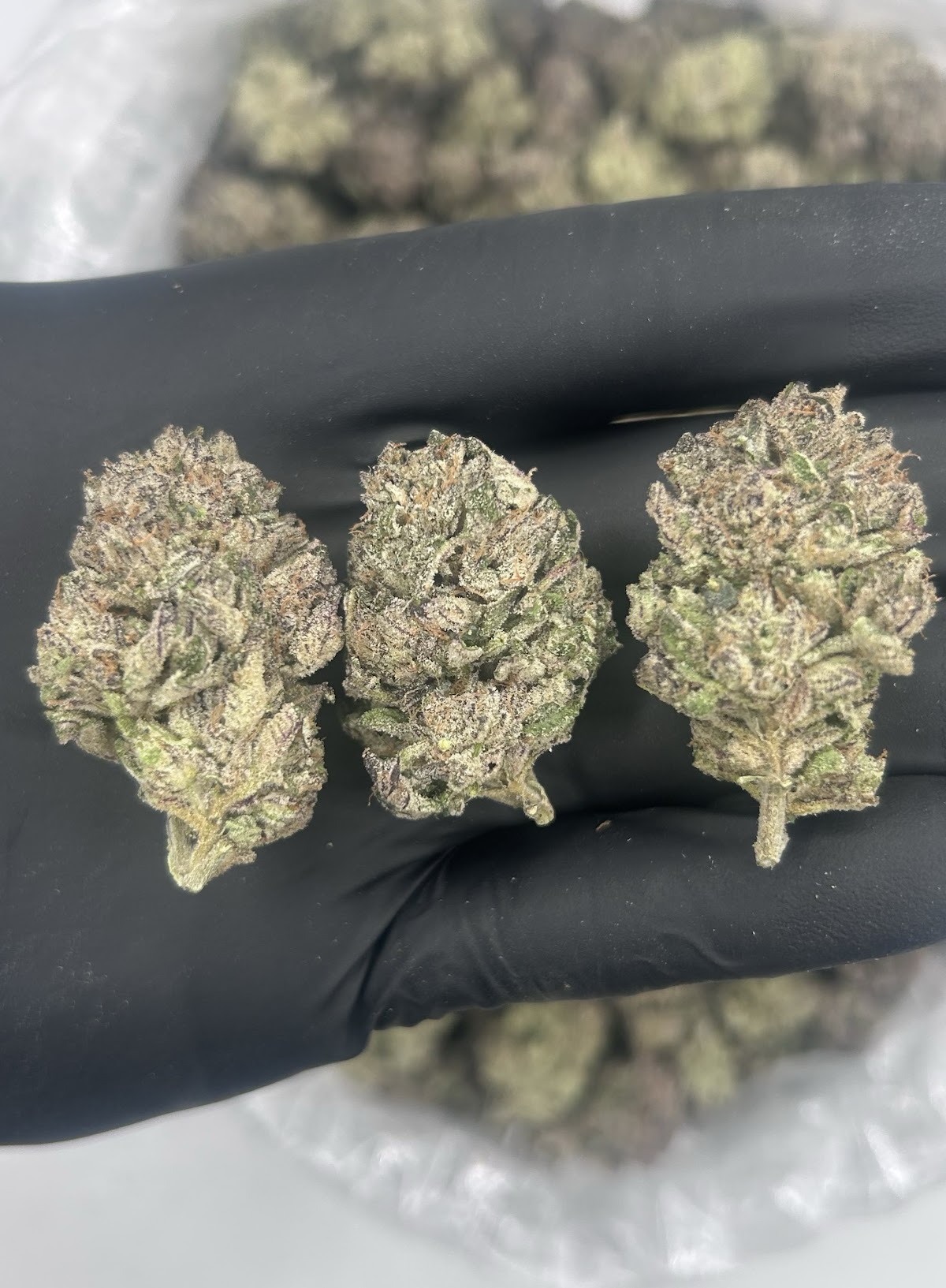 LCG BX1 — wholesale hybrid flower