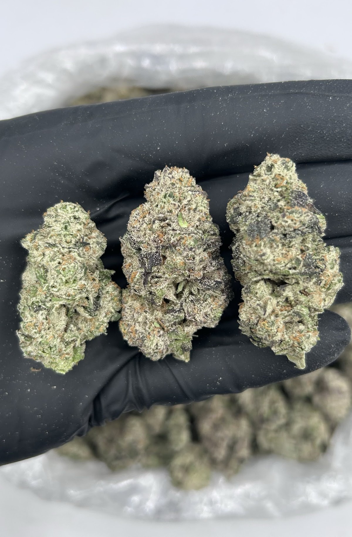 Jello Shot — wholesale hybrid flower