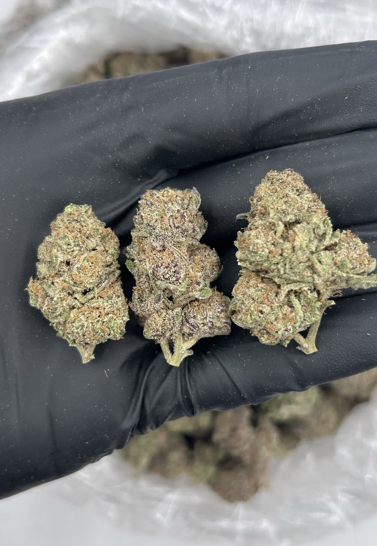 Grape Bubble Gum — wholesale hybrid flower