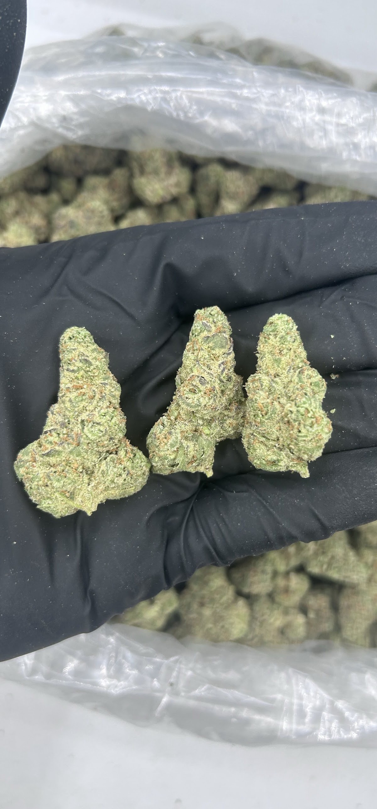 Godfather OG — wholesale indica flower