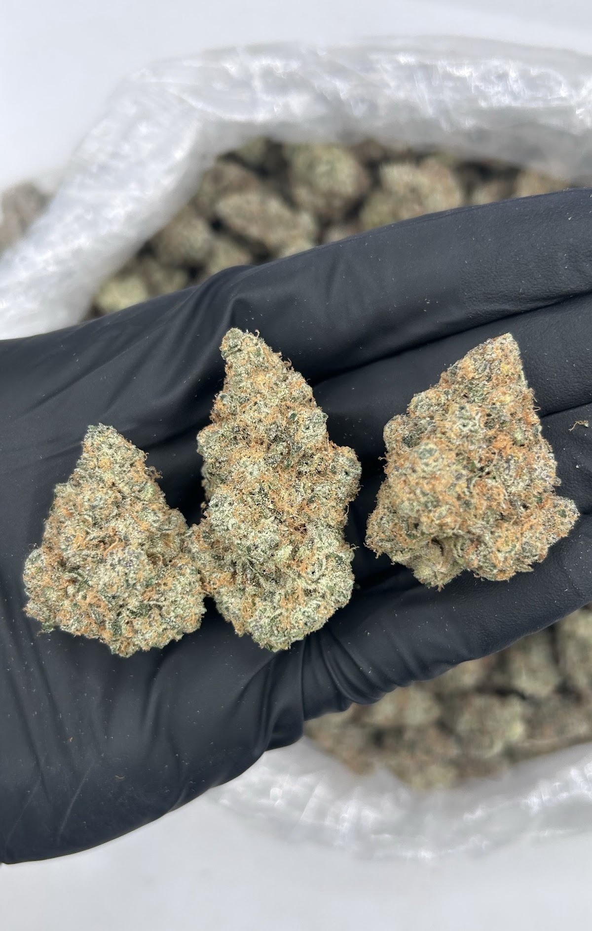 Blockberry — wholesale hybrid flower
