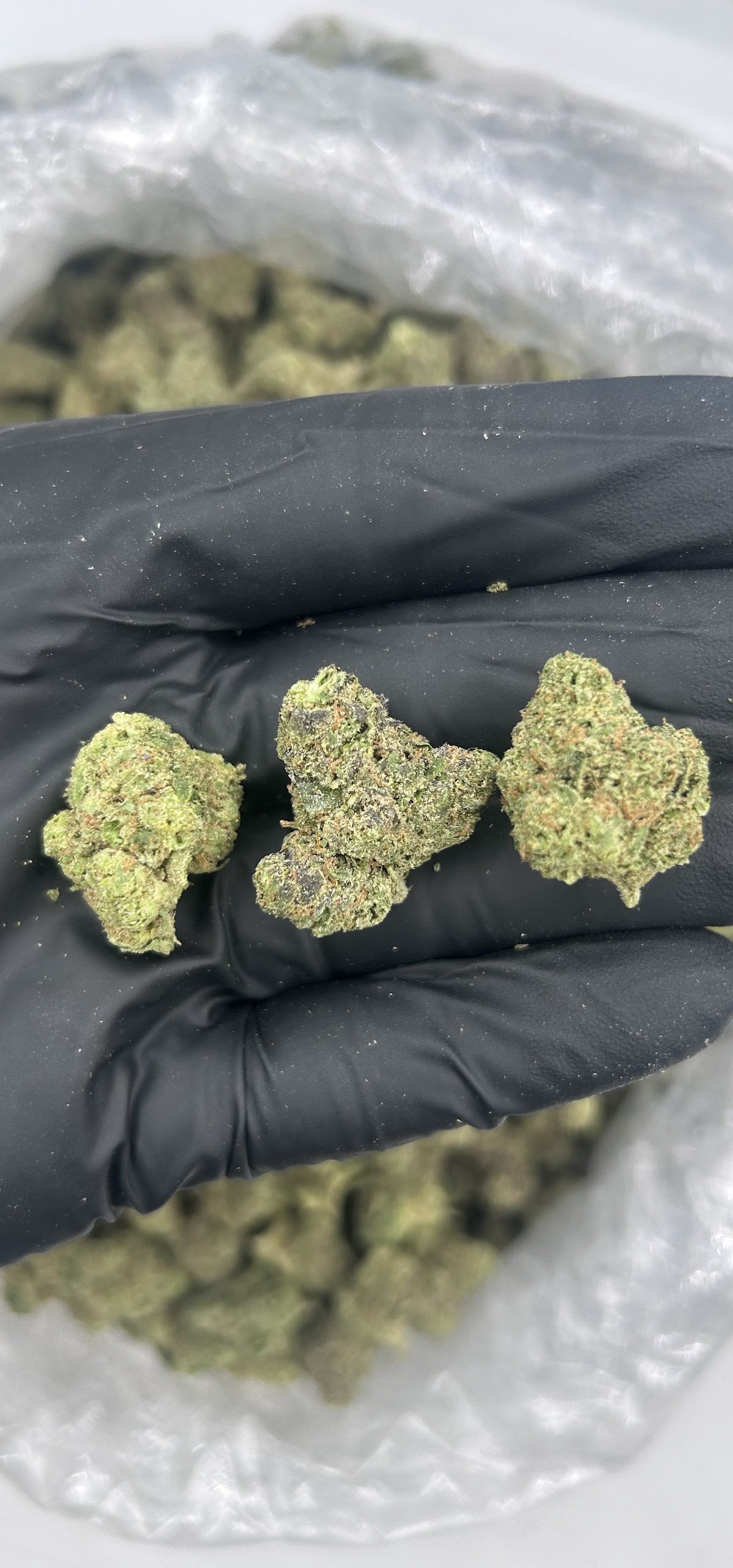 Lemon Cherry Sherbet — wholesale hybrid flower