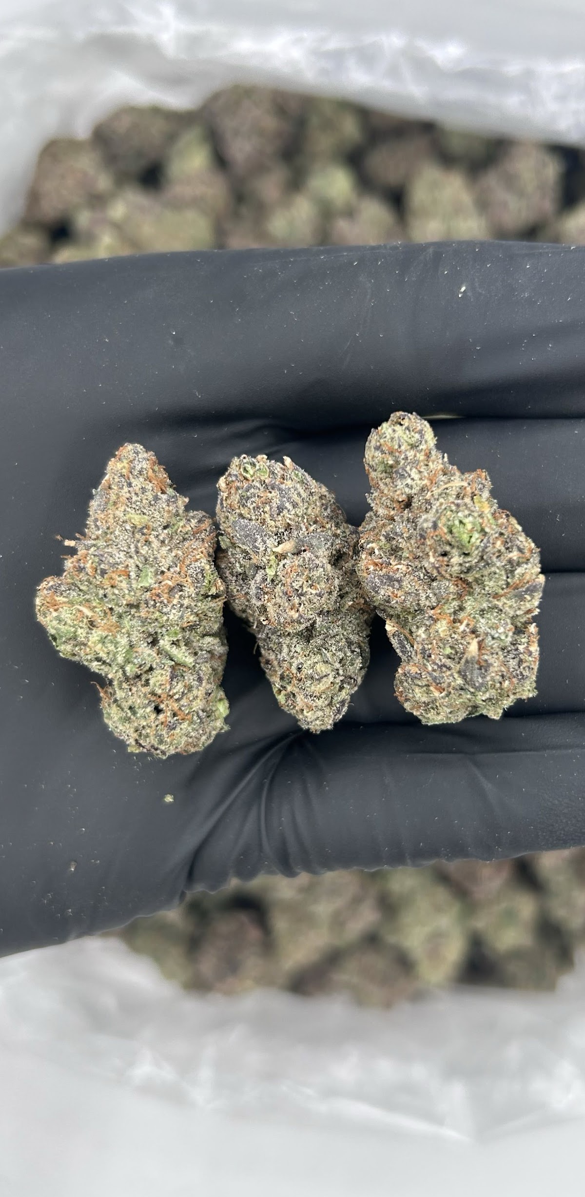 Blue Nerdz — wholesale hybrid flower