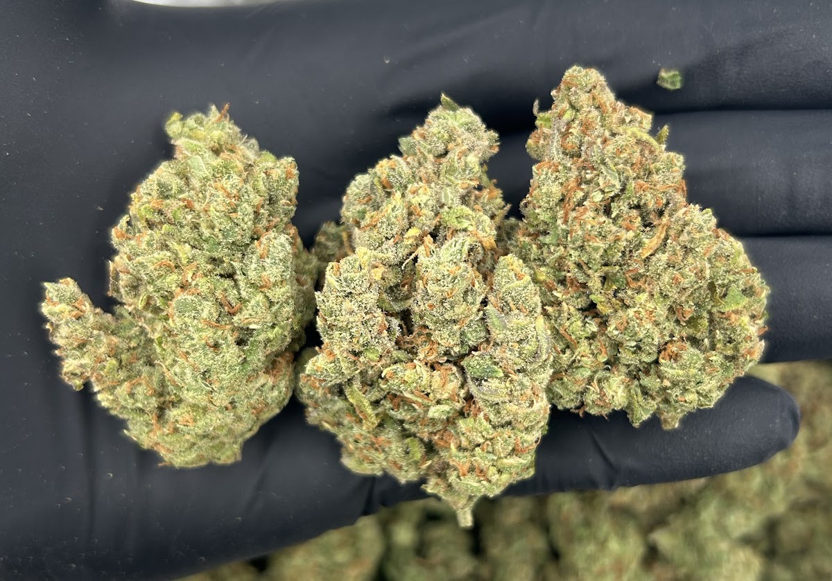 Durban Poison — wholesale sativa flower