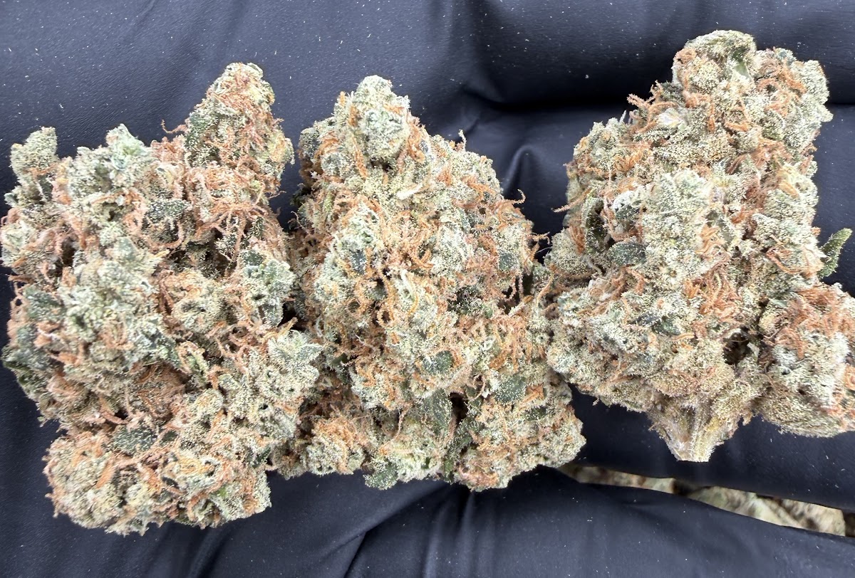 Jack Herer — wholesale sativa flower