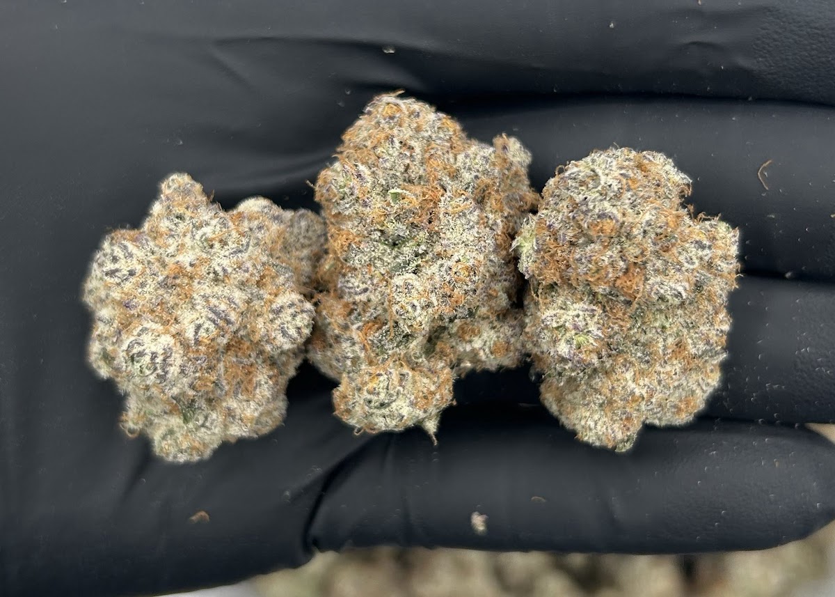 Benny Blanco — wholesale hybrid flower