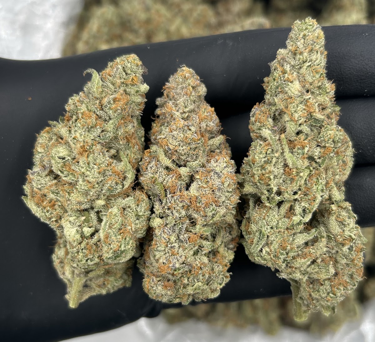 Zangria — wholesale sativa flower