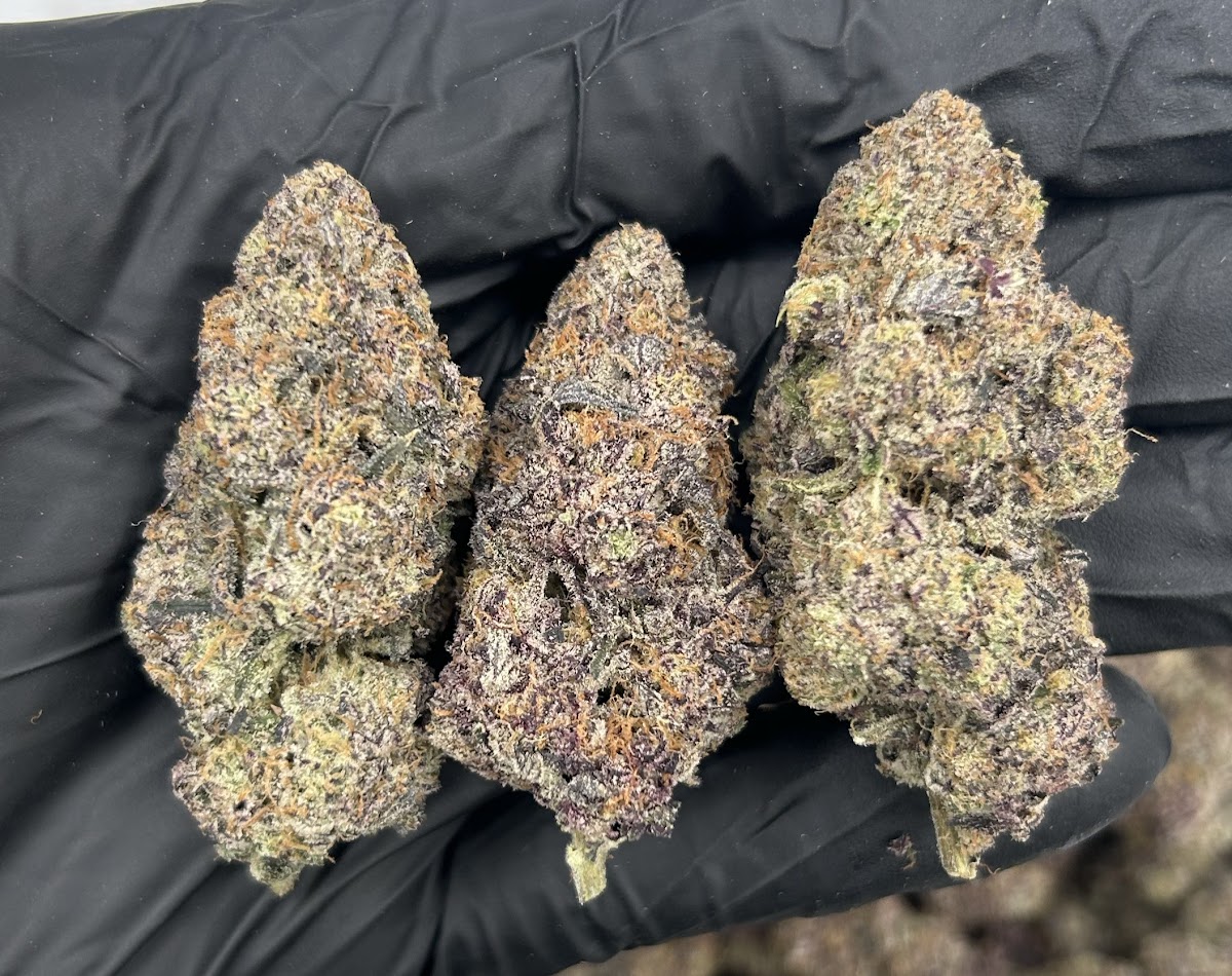 New Money — wholesale indica flower