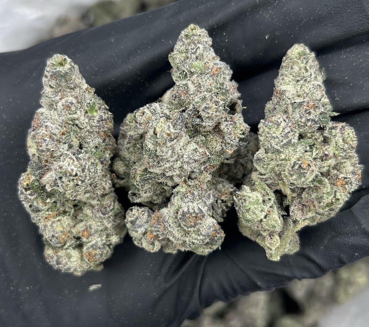 Old Money — wholesale indica flower