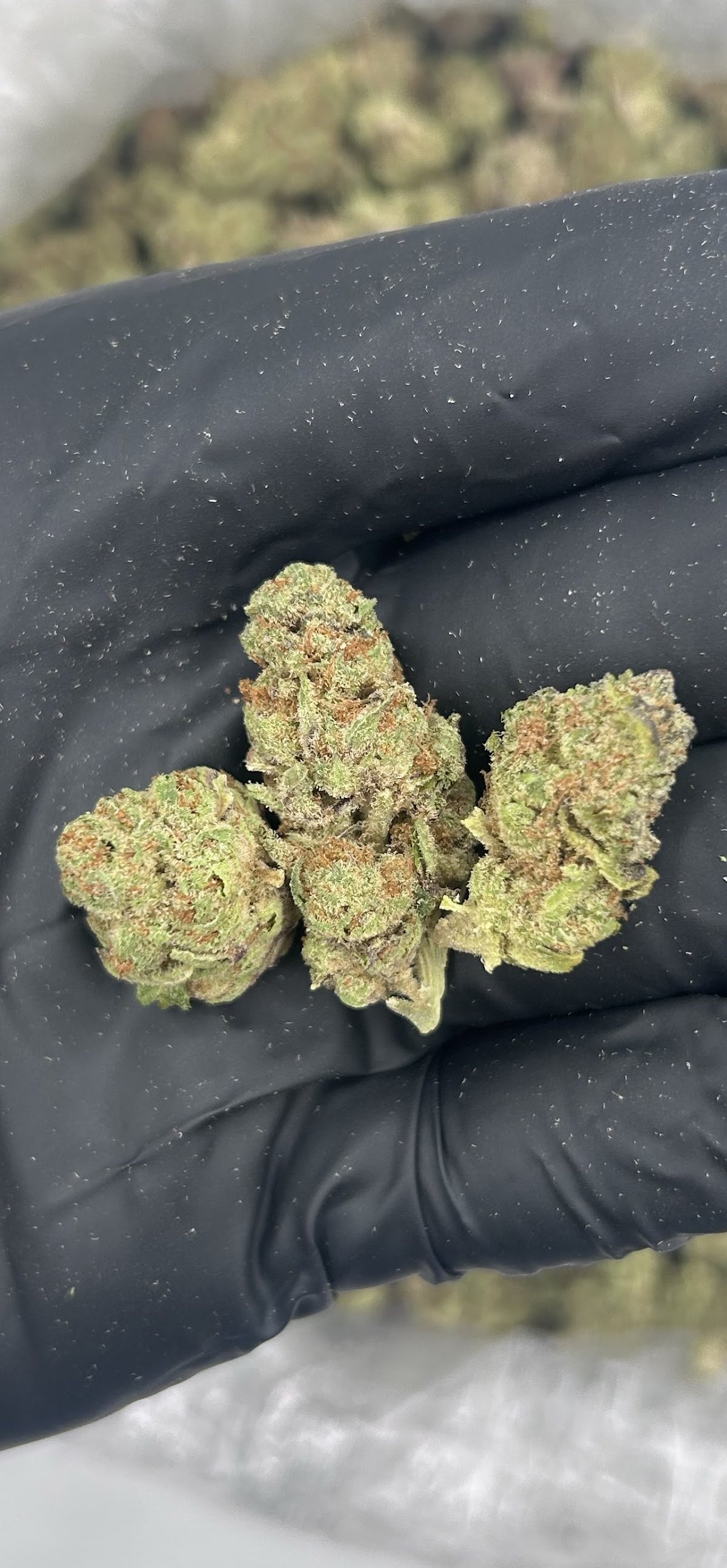 Lemon Sherbet SMALLS — wholesale indica smalls