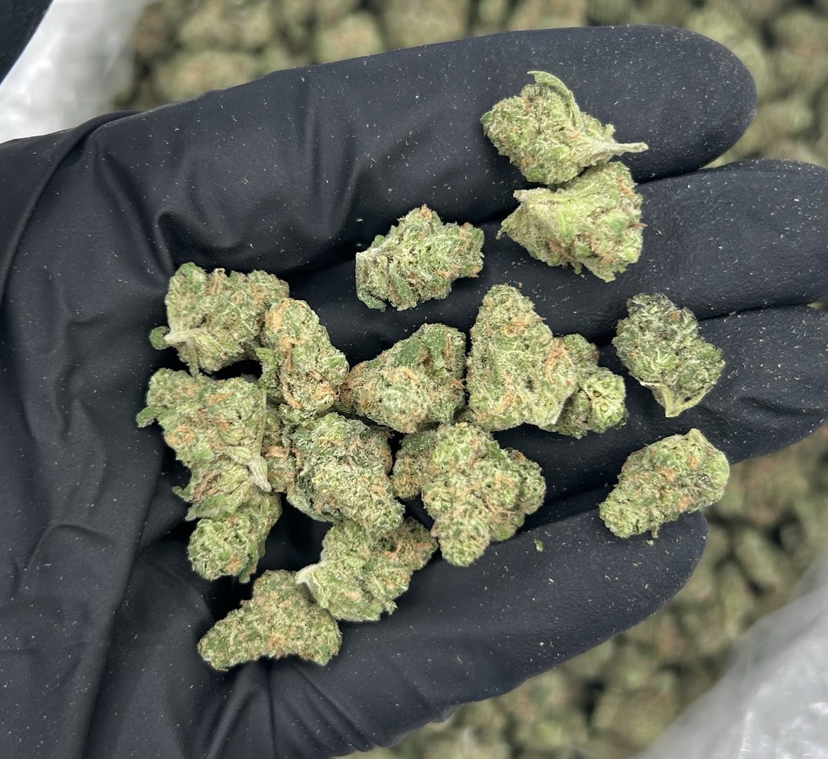 Blue Dream SMALLS — wholesale sativa smalls