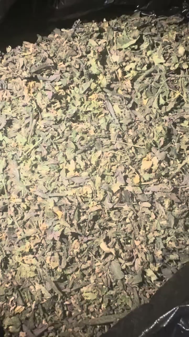 Space Cat — wholesale sativa trim