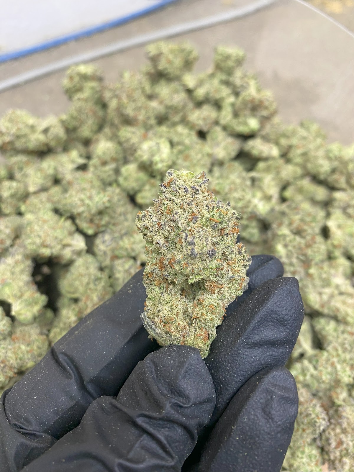 1BE — wholesale hybrid flower