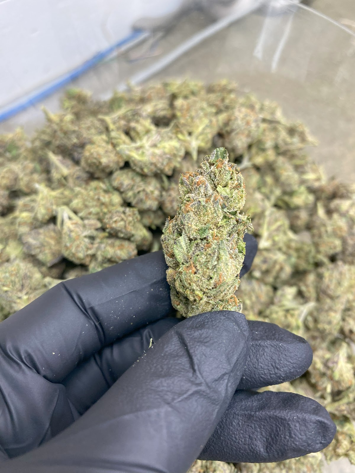 1BE — wholesale hybrid flower