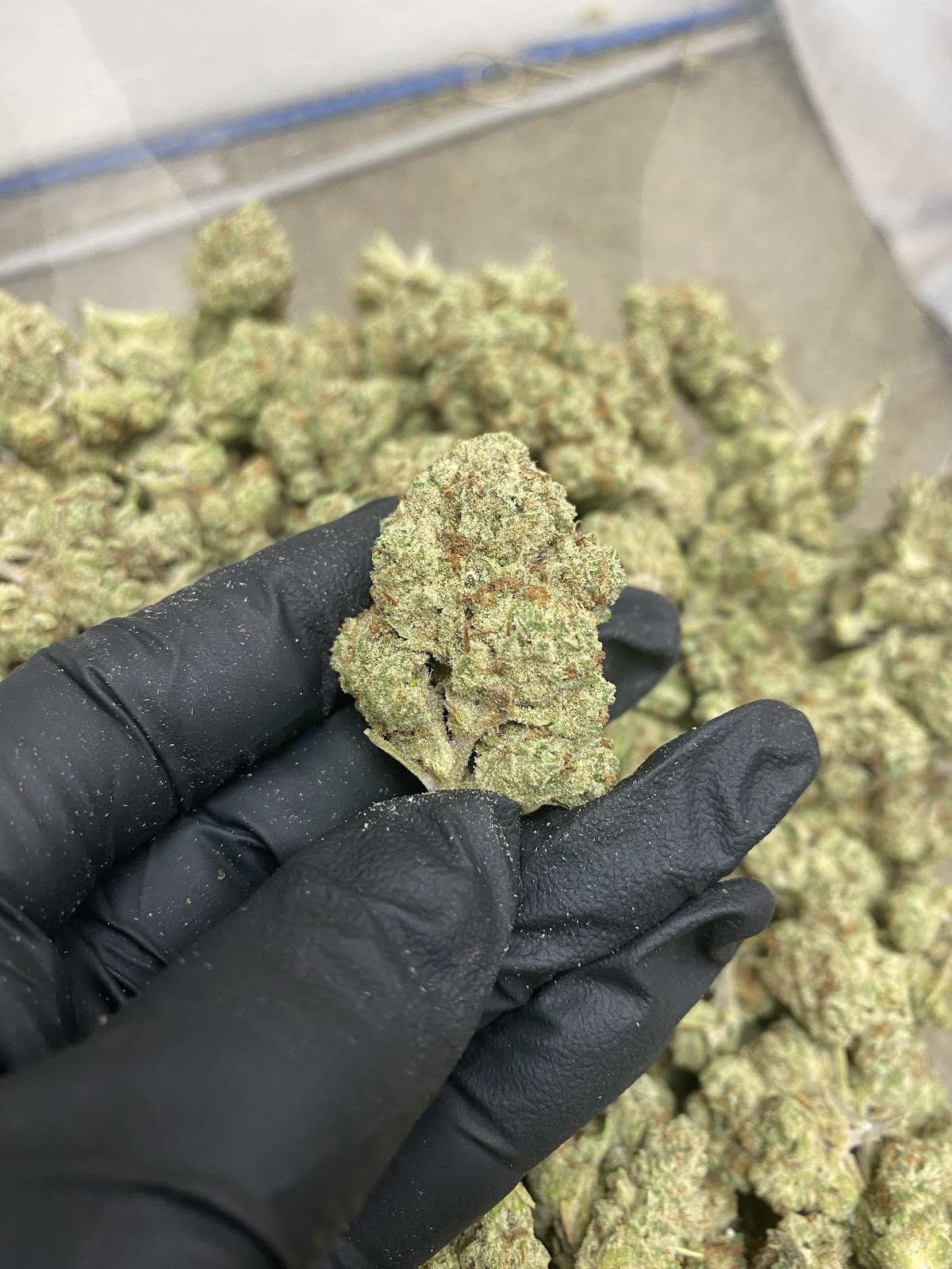 1BE — wholesale hemp product main photograph
