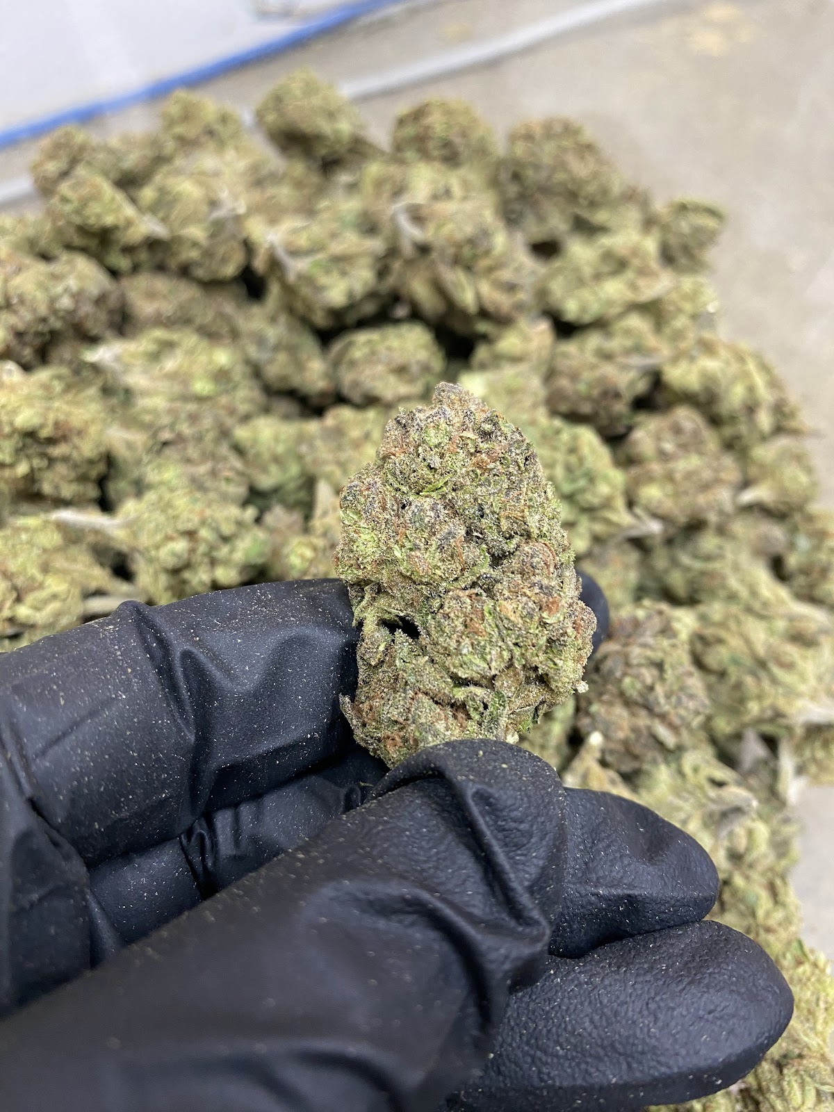 1BE — wholesale hybrid flower