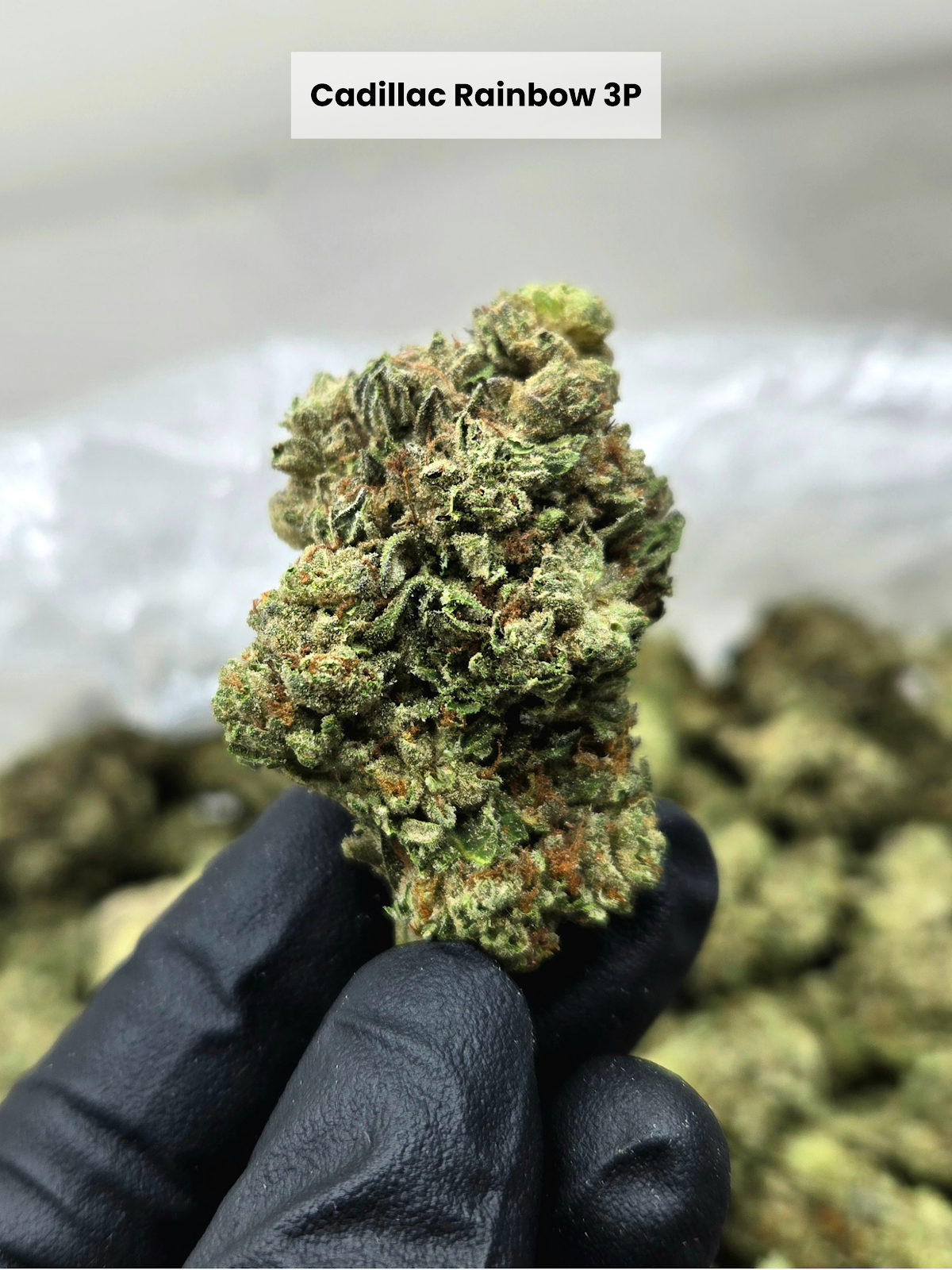 1SO — wholesale hybrid flower