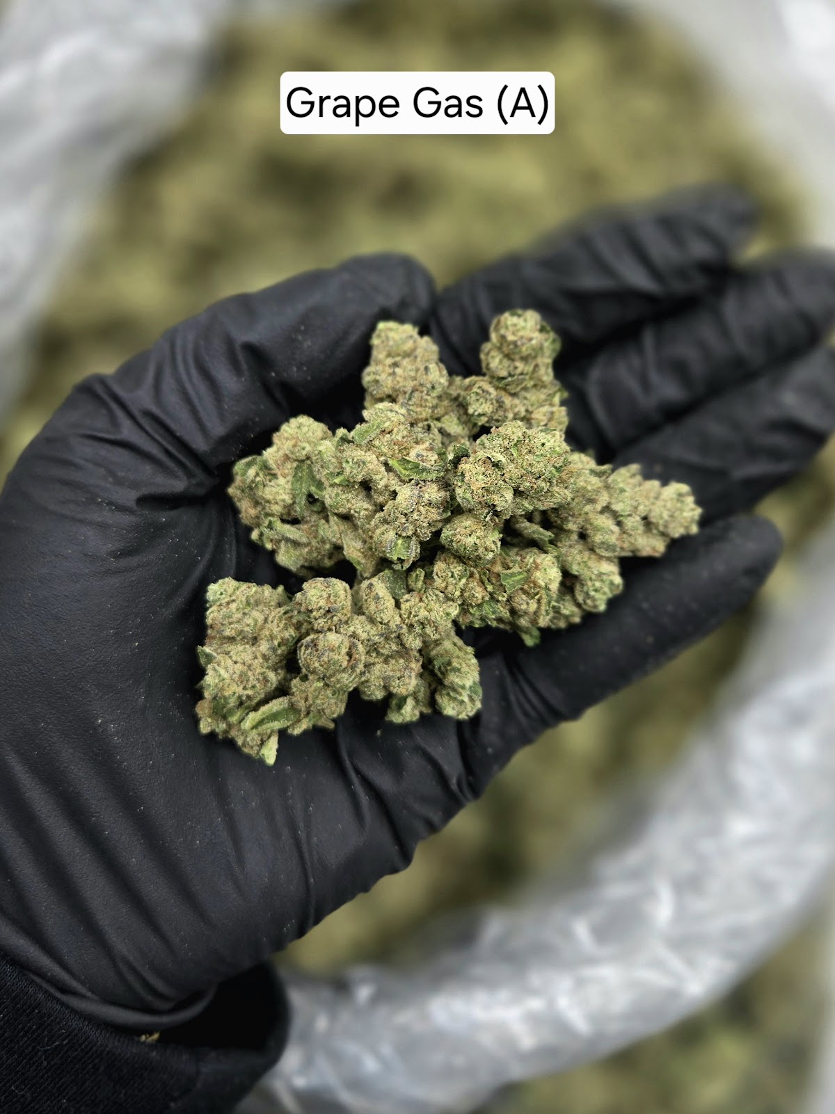 1SO — wholesale hybrid flower