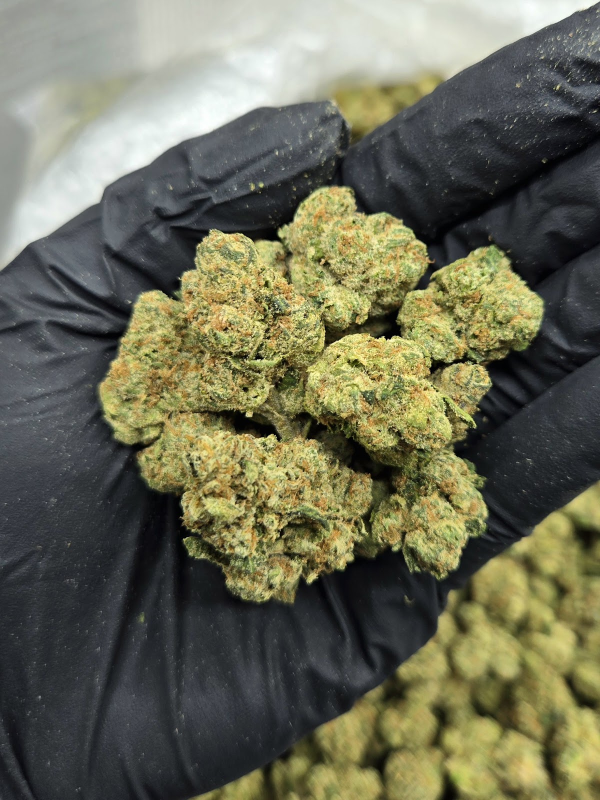1SO — wholesale hybrid edible