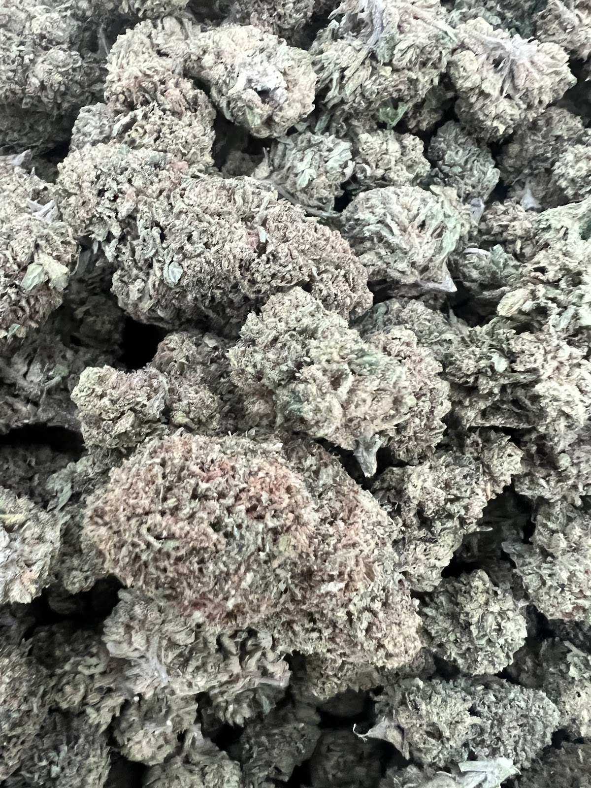 Gelato Pheno 2 — wholesale hybrid flower