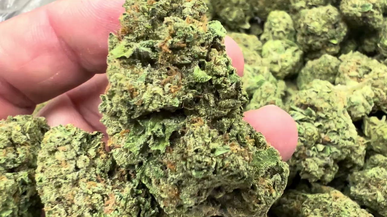 Gelato — wholesale hybrid flower