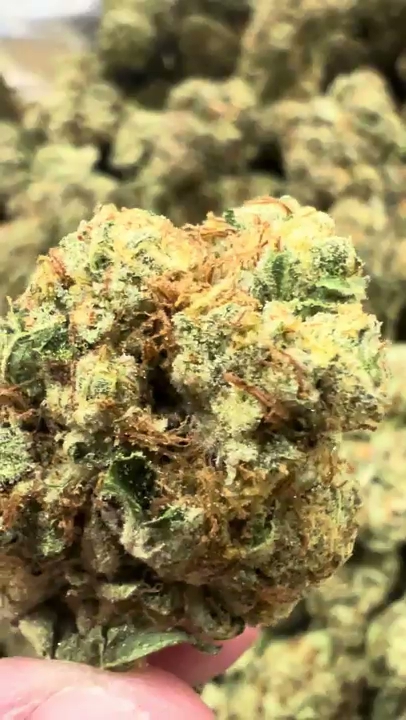 Buttermilk — wholesale hybrid flower