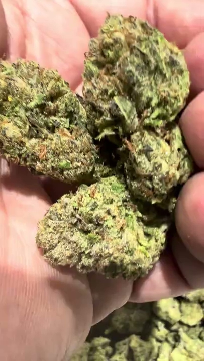 Cherry Cake — wholesale hybrid flower