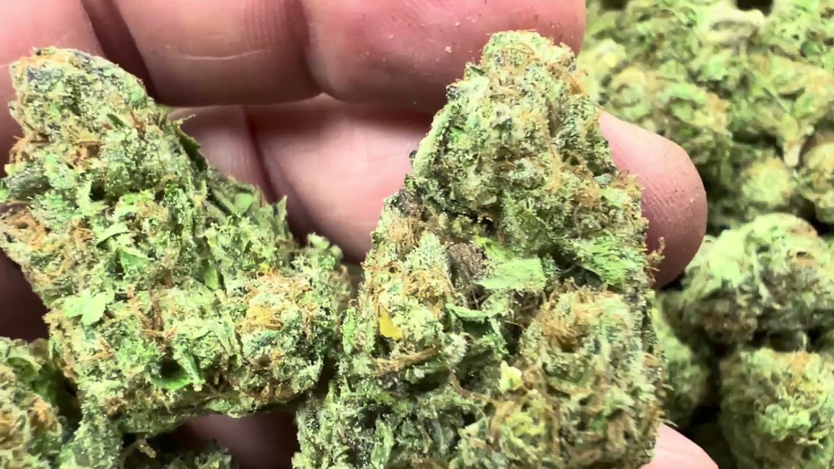 Gelato 41 — wholesale hybrid flower