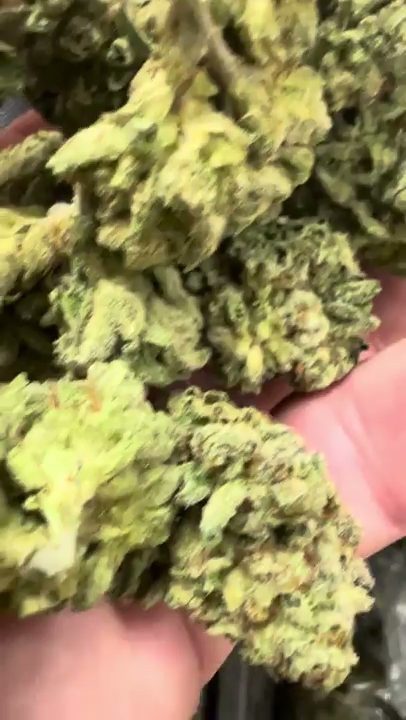 Gelato 45 — wholesale hybrid flower