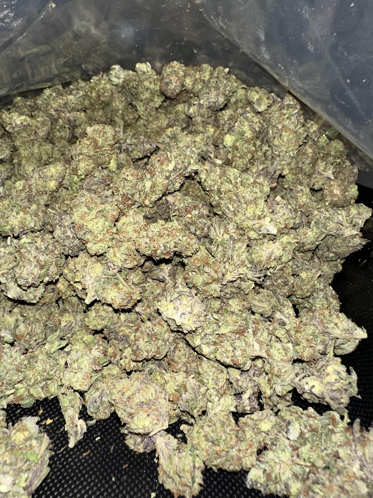Gelato — wholesale hybrid flower