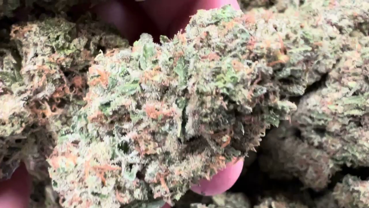Gold Cash — wholesale hybrid flower