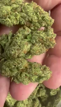 Joker OG — wholesale hybrid flower