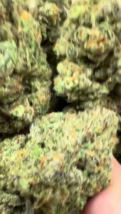 Lemon Cherry Gelato — wholesale hybrid flower