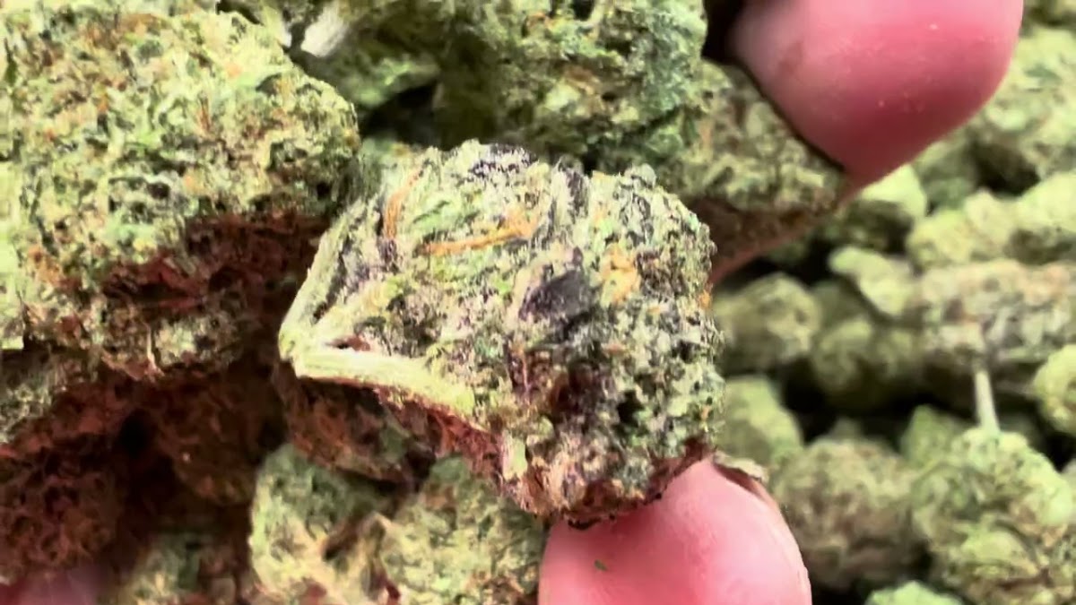 Lemon Cookie — wholesale hybrid edible