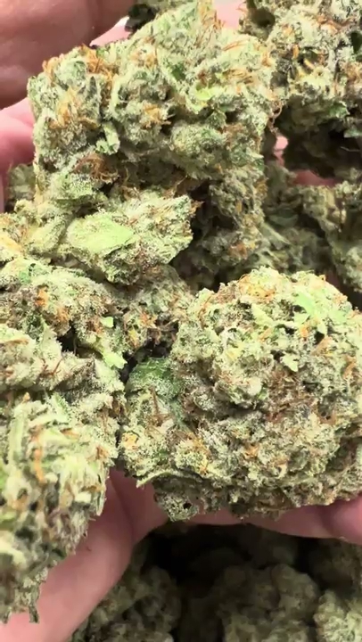 Violet Fog — wholesale hybrid flower