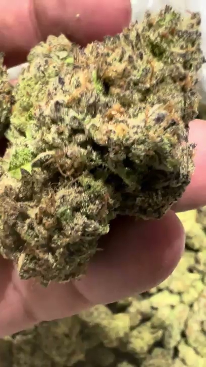 Gush Mintz — wholesale hybrid flower