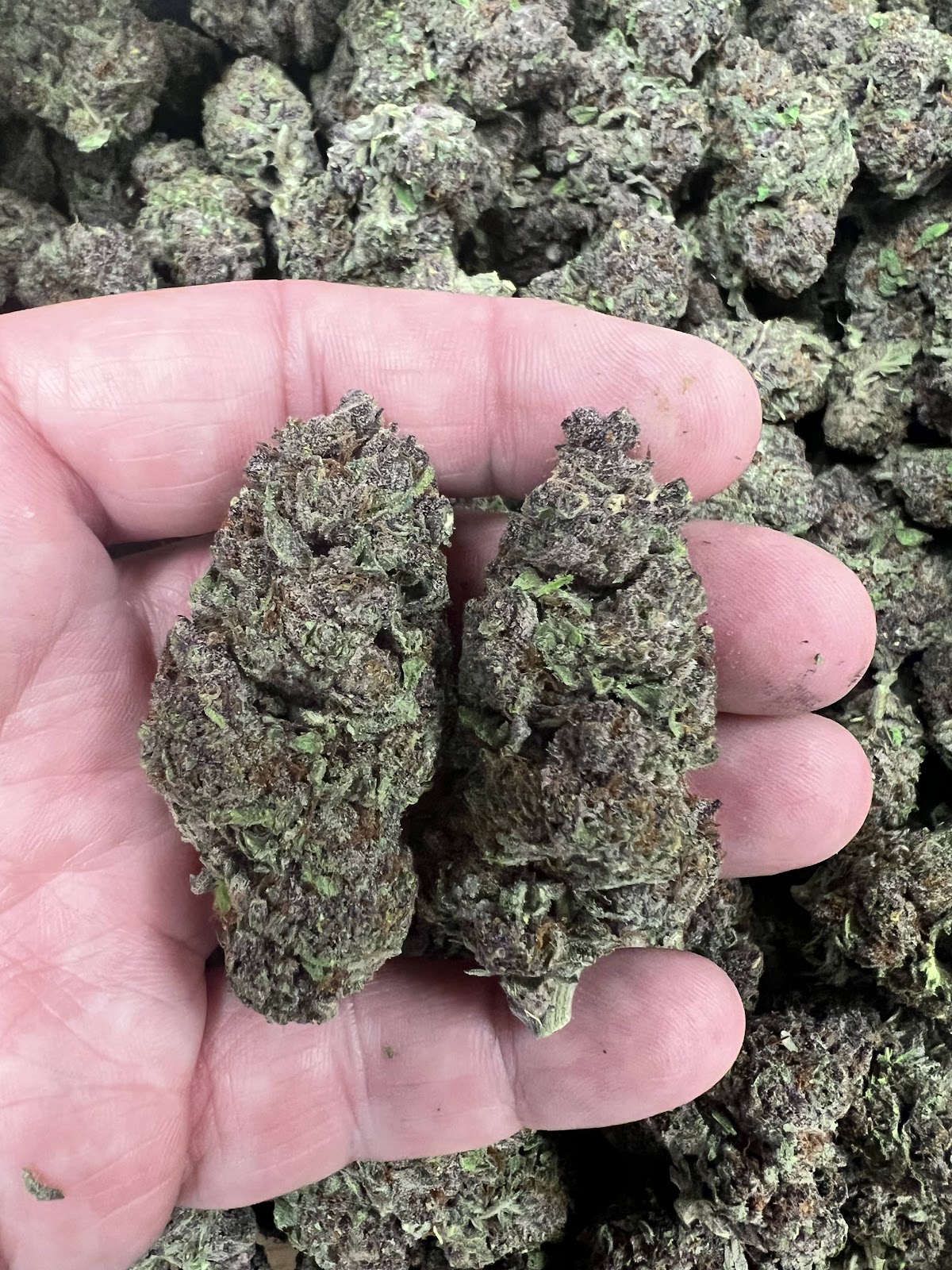 Tropical Cookies — wholesale hybrid edible