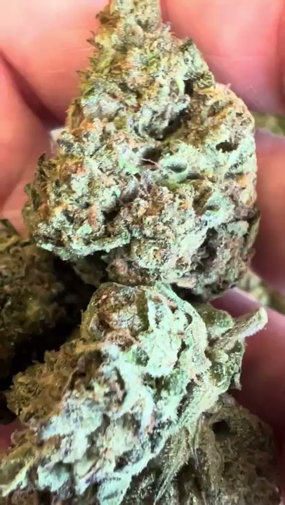 Sherbert — wholesale hybrid flower