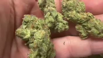 Dosilato — wholesale hybrid flower