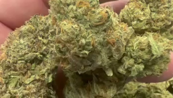 Grand Daddy Purp — wholesale hybrid flower