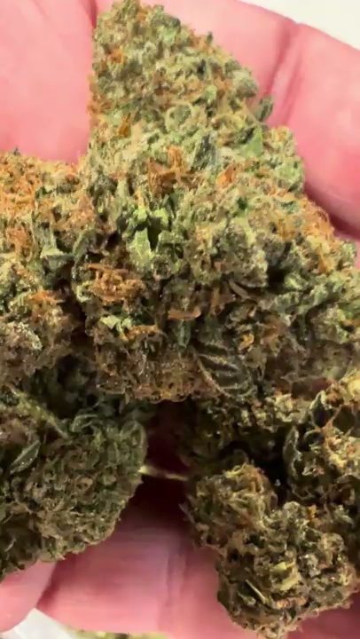Gelato Cake — wholesale hybrid flower