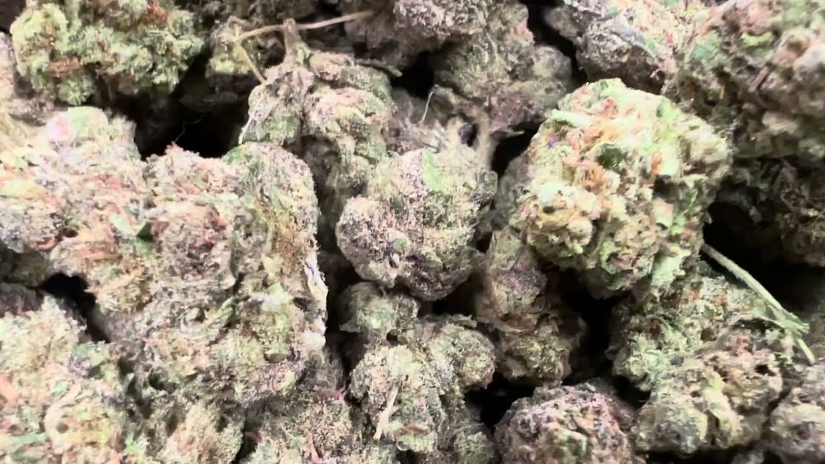 Black Runtz — wholesale hybrid flower