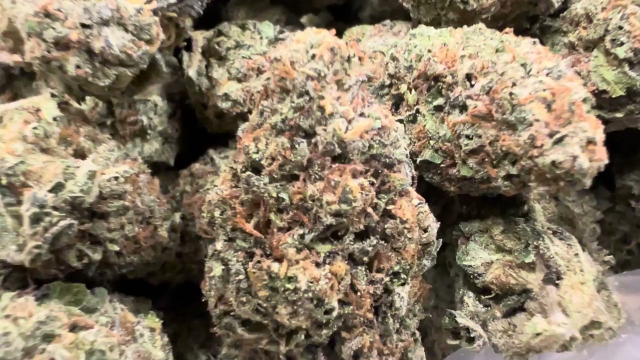 Gelato Hardball — wholesale hybrid flower