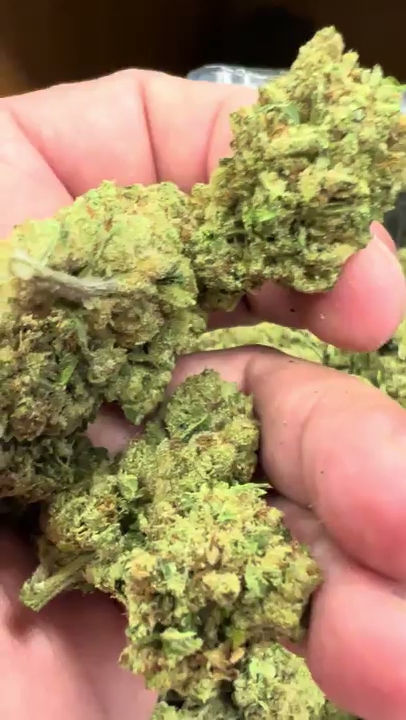 White Truffle — wholesale hybrid flower