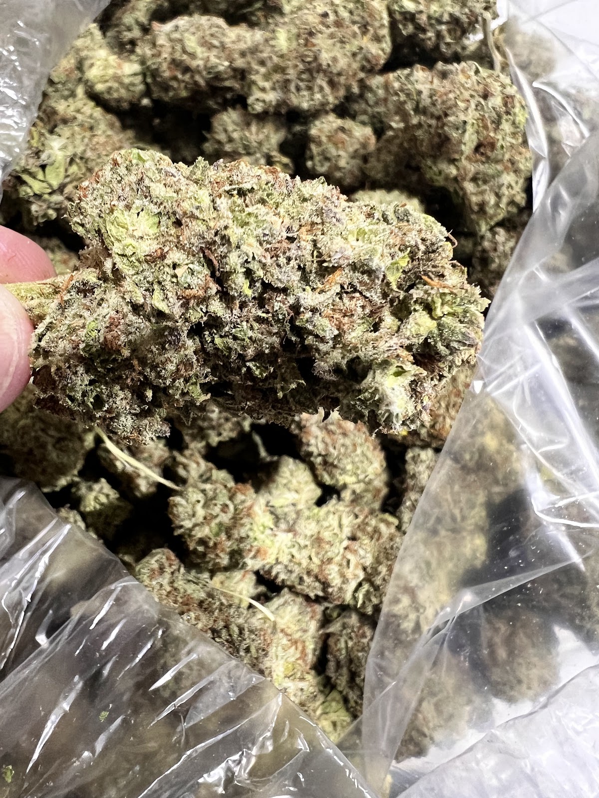 Oreo — wholesale hybrid flower