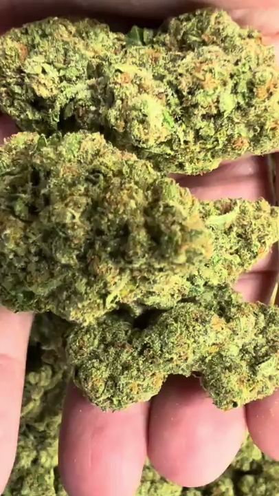 Lemon Tree — wholesale hybrid flower