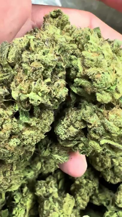 Italian Ice — wholesale hybrid flower
