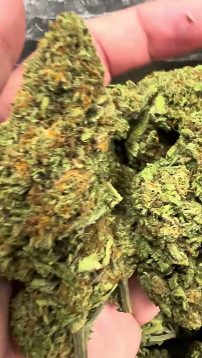Blue Dream — wholesale hybrid flower